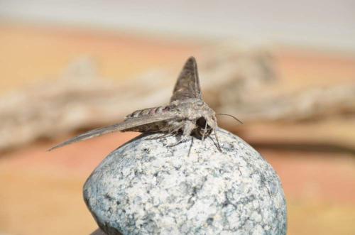 Réf. 310 754 : Agrius convolvuli